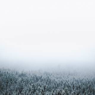 Winter morning mist wallpaper