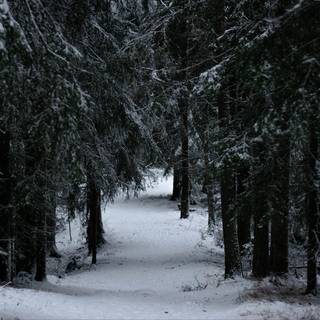 Winter woods desktop wallpaper