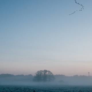 Winter morning mist wallpaper