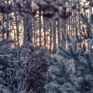 Winter woods desktop wallpaper