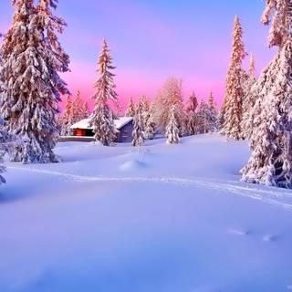 Winter woods desktop wallpaper