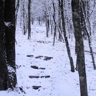 Winter woods desktop wallpaper