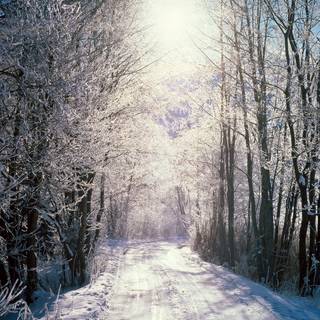 Winter woods desktop wallpaper