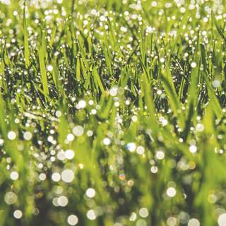 Spring green iPhone wallpaper