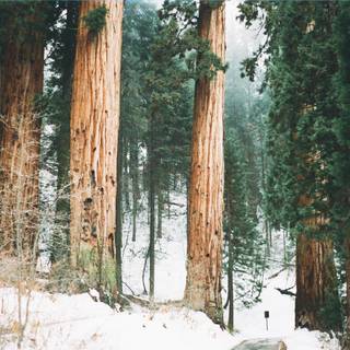 Winter woods desktop wallpaper