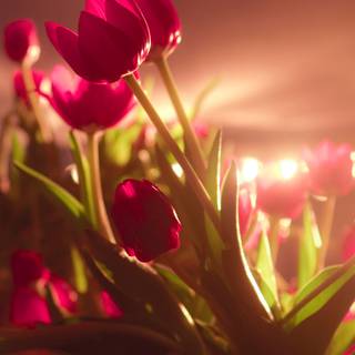 Valentines Day 4k wallpaper