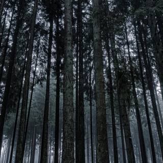 Dark 4k nature wallpaper