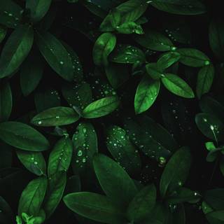 Dark 4k nature wallpaper