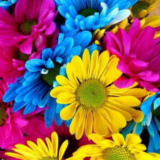 Flower 4k PC wallpaper