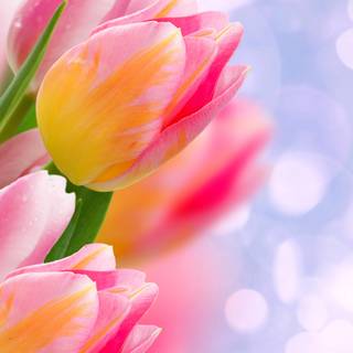 Flower 4k PC wallpaper