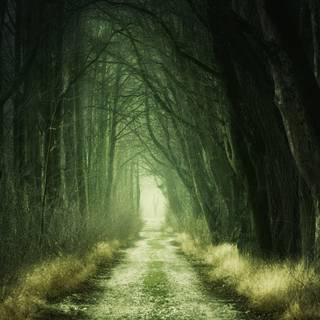 Dark 4k nature wallpaper