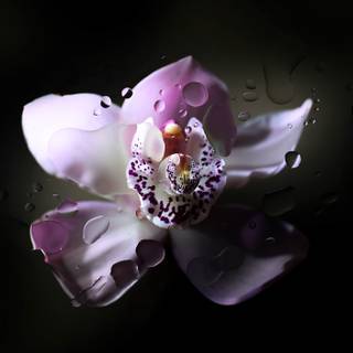 Flower 4k PC wallpaper