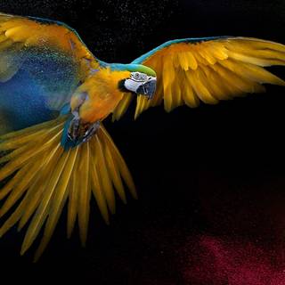 Parrots 4k wallpaper