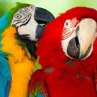 Parrots 4k wallpaper