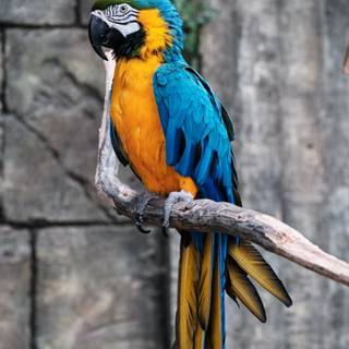 Parrots 4k wallpaper