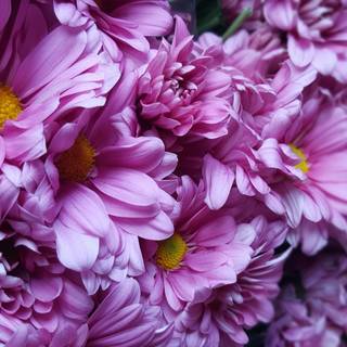 Flower 4k PC wallpaper