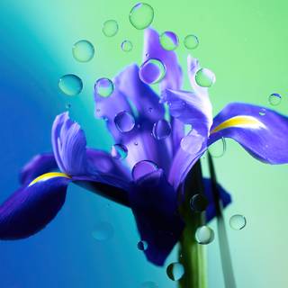 Flower 4k PC wallpaper