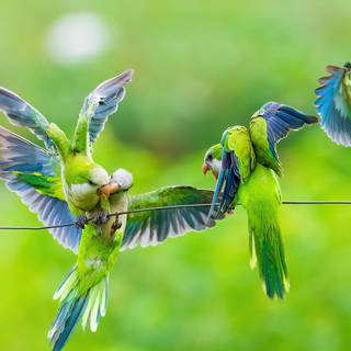 Parrots 4k wallpaper