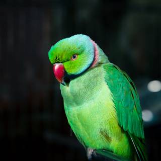 Parrots 4k wallpaper