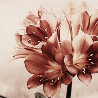 Flower 4k PC wallpaper