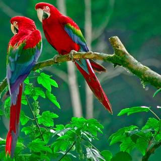 Parrots 4k wallpaper