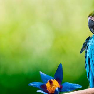 Parrots 4k wallpaper