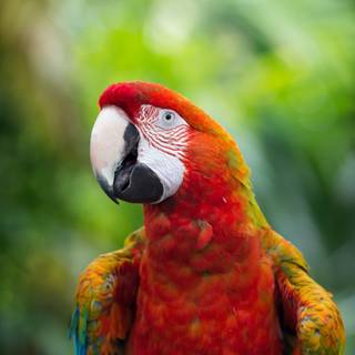 Parrots 4k wallpaper