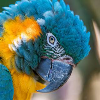 Parrots 4k wallpaper