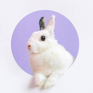 4k bunny wallpaper