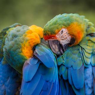 Parrots 4k wallpaper