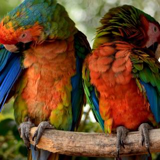 Parrots 4k wallpaper