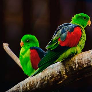 Parrots 4k wallpaper