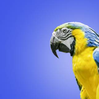 Parrots 4k wallpaper