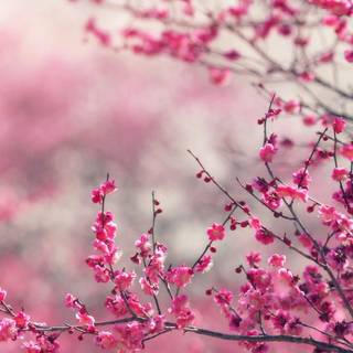 Pink nature 4k wallpaper