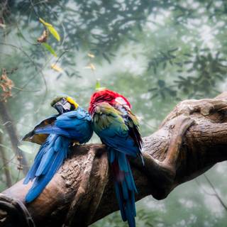 Parrots 4k wallpaper