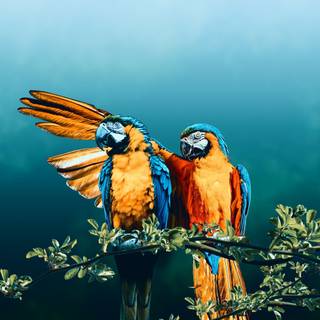 Parrots 4k wallpaper