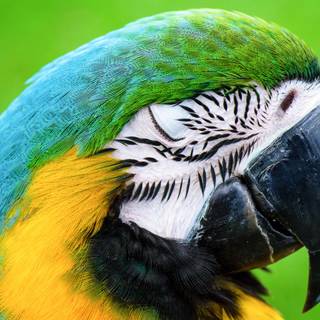 Parrots 4k wallpaper