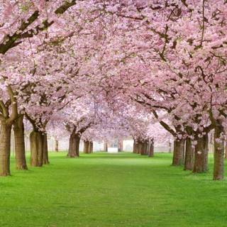 Pink nature 4k wallpaper