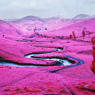 Pink nature 4k wallpaper