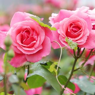 Pink nature 4k wallpaper