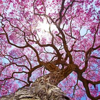 Pink nature 4k wallpaper