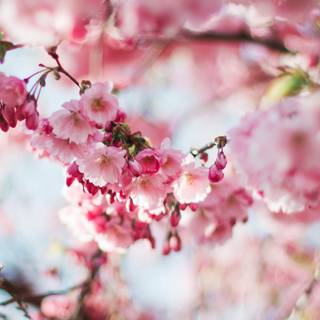 Pink nature 4k wallpaper