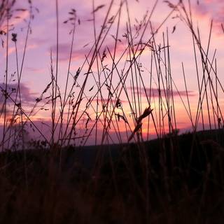 Pink nature 4k wallpaper