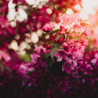 Pink nature 4k wallpaper