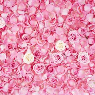 Pink nature 4k wallpaper