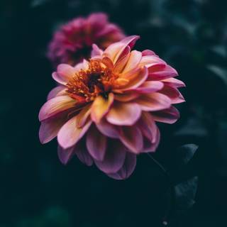 Pink nature 4k wallpaper