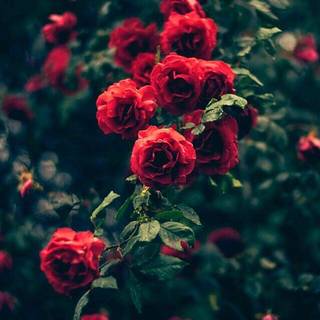 Dope iPhone X wallpaper