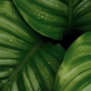 Green iPhone X wallpaper