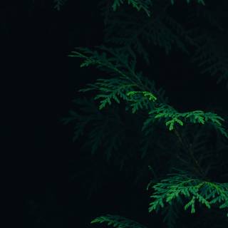 Green iPhone X wallpaper