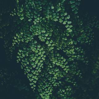 Green iPhone X wallpaper